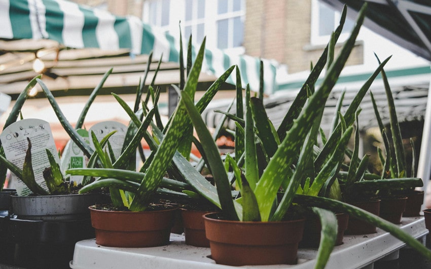 Aloe Vera