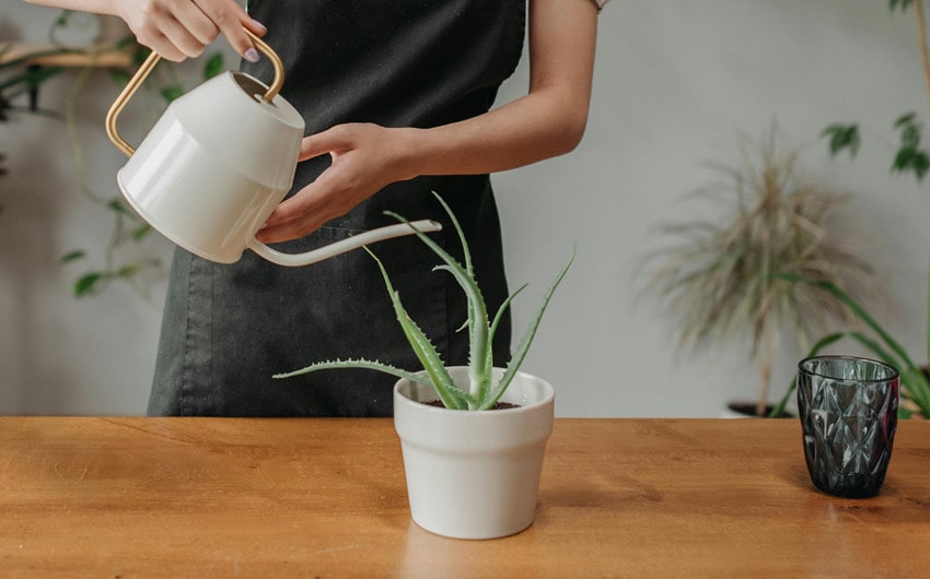 Watering Aloe Vera