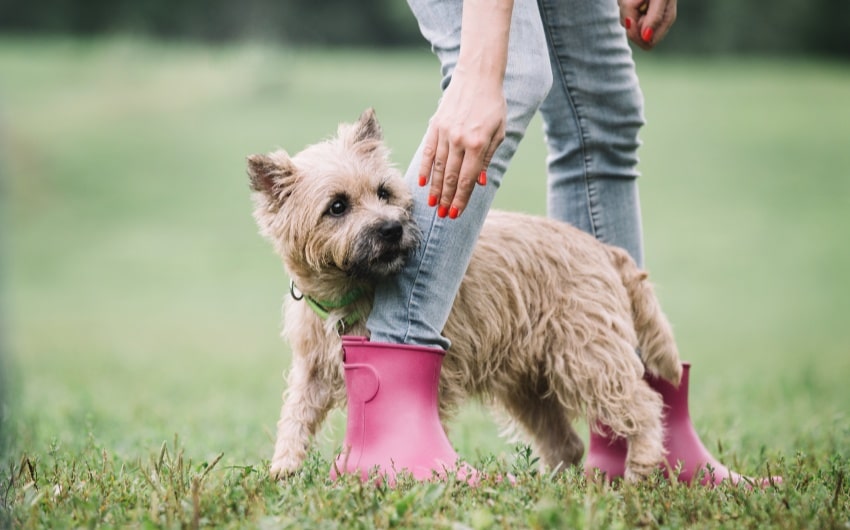 20 Cool Tricks to Teach Your Dog: From Beginner to Star Performer!