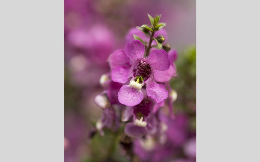Angelonia