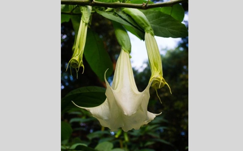 Brugmansia