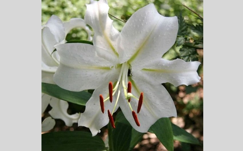 Casablanca Lily