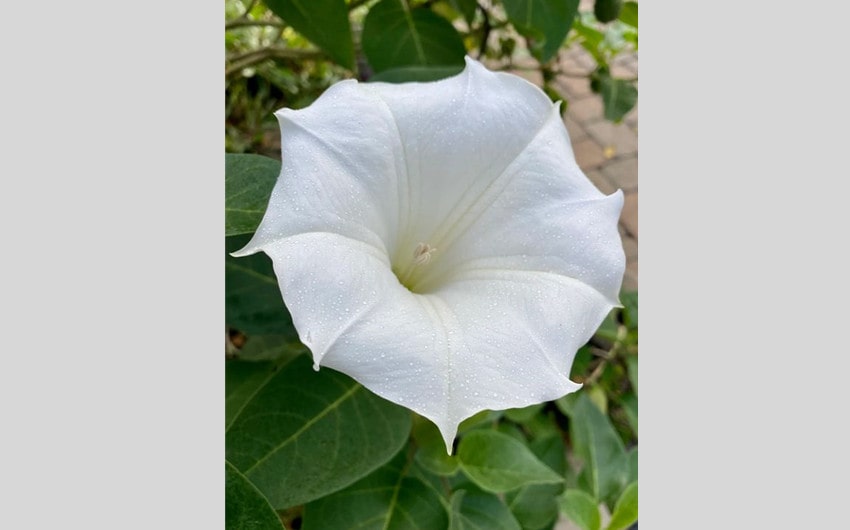 Datura