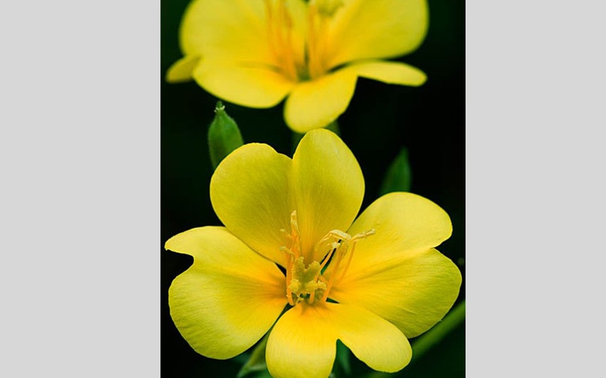 Evening Primrose