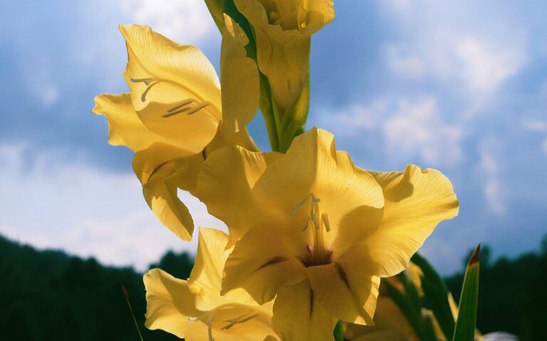 Discover the Fascinating Gladiolus Flower Meaning and Symbolism