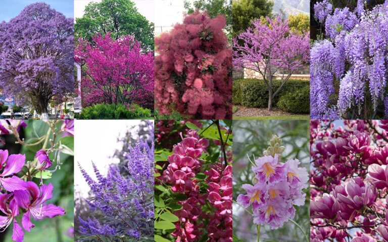 15 Stunning Purple Trees to Transform Your Garden