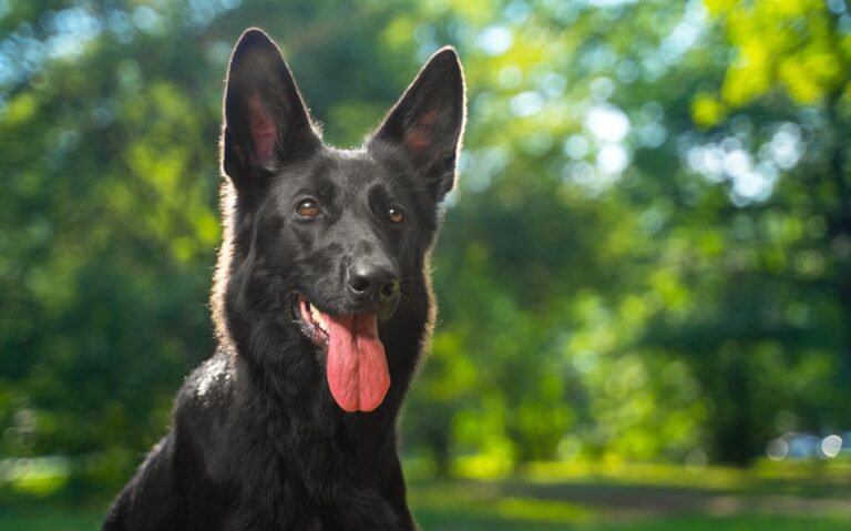 Top 164 Regal Dog Names for Large and Noble Dogs