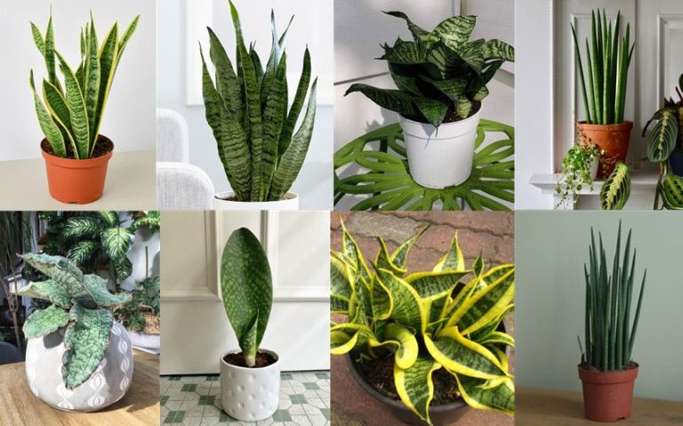 Explore 22 Types of Snake Plants to Enhance Your Decor